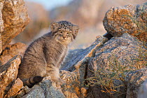 Pallas's cat kitten (Otocolobus manul) Sukhe-Batar Aimag, South Gobi Desert, Mongolia.  June.