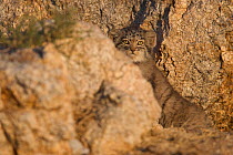 Pallas cat kittens  (Otocolobus manul) Sukhe-Batar Aimag, South Gobi Desert, Mongolia.  June.