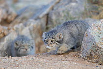 Pallas cat kittens  (Otocolobus manul) one with rodent head, Sukhe-Batar Aimag, South Gobi Desert, Mongolia.  June.