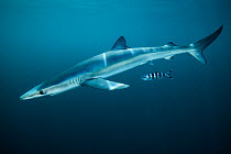 Blue shark (Prionace glauca) with Pilot fish (Naucrates ductor) off Halifax, Nova Scotia, Canada. July.