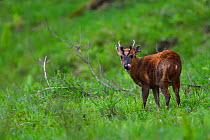 Reeves&#39;s muntjac (Muntiacus reevesi) male, feeding on grass , Tangjiahe National Nature Reserve,Qingchuan County, Sichuan province, China