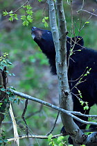 Asian black bear (Ursus thibetanus) feeding on leaves of a tree , Tangjiahe National Nature Reserve,Qingchuan County, Sichuan province, China