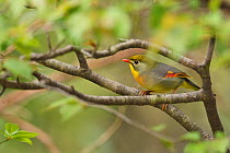 Red-billed leiothrix, Leiothrix lutea, sitting on a branch , Tangjiahe National Nature Reserve,Qingchuan County, Sichuan province, China
