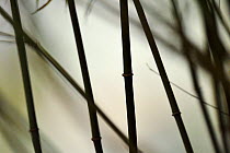Photograph of a Bamboo sp. possibly Phyllostachys bissetii, Tangjiahe National Nature Reserve,Qingchuan County, Sichuan province, China