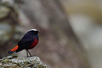 White-capped river redstart (Chaimarrornis leucocephalus) sitting on a stone, Tangjiahe National Nature Reserve,Qingchuan County, Sichuan province, China