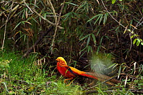 Golden pheasant (Chrysolophus pictus) standing, Tangjiahe National Nature Reserve, Sichuan Province, China