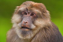 Portrait of a Tibetan macaque (Macaca thibetana) Tangjiahe National Nature Reserve,Qingchuan County, Sichuan province, China