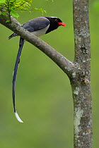 Red-billed blue magpie (Urocissa erythrorhyncha) perched on branch, Tangjiahe National Nature Reserve,Qingchuan County, Sichuan province, China