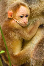 Tibetan macaque (Macaca thibetana) baby, Tangjiahe National Nature Reserve,Qingchuan County, Sichuan province, China