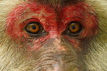 Tibetan macaque (Macaca thibetana) close up of female,Tangjiahe National Nature Reserve,Qingchuan County, Sichuan province, China