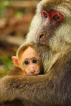 Tibetan macaque (Macaca thibetana) female with baby, Tangjiahe National Nature Reserve,Qingchuan County, Sichuan province, China