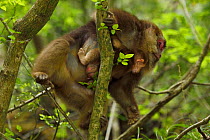 Tibetan macaque (Macaca thibetana) female carrying baby, Tangjiahe National Nature Reserve,Qingchuan County, Sichuan province, China