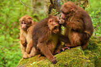 Group of Tibetan macaque (Macaca thibetana) sitting and playing in a tree , Tangjiahe National Nature Reserve, Qingchuan County, Sichuan province, China