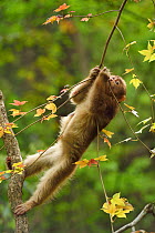 Tibetan macaque (Macaca thibetana) infant playing in a tree, Tangjiahe National Nature Reserve, Qingchuan County, Sichuan province, China