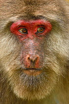 Tibetan macaque (Macaca thibetana) female, portrait, Tangjiahe National Nature Reserve, Qingchuan County, Sichuan province, China