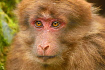 Tibetan macaque (Macaca thibetana) juvenile, portrait, Tangjiahe National Nature Reserve, Qingchuan County, Sichuan province, China