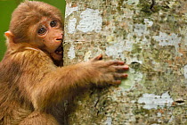 Tibetan macaque (Macaca thibetana) infant climbing tree, Tangjiahe National Nature Reserve, Qingchuan County, Sichuan province, China