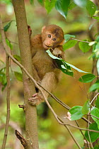 Tibetan macaque (Macaca thibetana) juvenile sitting and feeding on a leaf in a tree, Tangjiahe National Nature Reserve, Qingchuan County, Sichuan province, China
