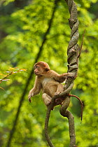 Tibetan macaque (Macaca thibetana) infant in tree, Tangjiahe National Nature Reserve, Qingchuan County, Sichuan province, China