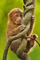 Tibetan macaque (Macaca thibetana) infant in tree, Tangjiahe National Nature Reserve, Qingchuan County, Sichuan province, China