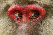 Tibetan macaque (Macaca thibetana) close up of eyes of female, Tangjiahe National Nature Reserve, Qingchuan County, Sichuan province, China