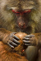Tibetan macaque (Macaca thibetana) female grooming infant, Tangjiahe National Nature Reserve, Qingchuan County, Sichuan province, China