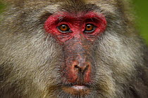 Tibetan macaque (Macaca thibetana) female, Tangjiahe National Nature Reserve, Qingchuan County, Sichuan province, China
