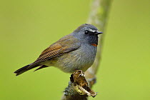 Rufous-gorgeted flycatcher (Ficedula strophiata) sitting on a branch , Tangjiahe National Nature Reserve, Qingchuan County, Sichuan province, China