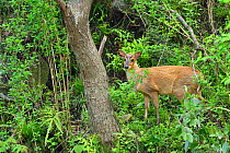 Reeve&#39;s muntjac (Muntiacus reevesi) adult male, standing in the woods, Tangjiahe National Nature Reserve, Sichuan Province, China