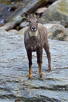 Chinese or Long-tailed goral (Naemorhedus griseus) standing by a river on a stone, Tangjiahe National Nature Reserve, Sichuan Province, China