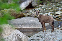 Chinese or Long-tailed goral (Naemorhedus griseus) standing by a river on a stone, Tangjiahe National Nature Reserve, Sichuan Province, China