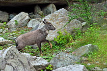 Chinese or Long-tailed goral (Naemorhedus griseus) standing by a river on a stone in Tangjiahe National Nature Reserve, Sichuan Province, China