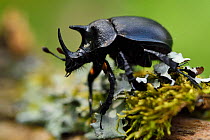 Rhinoceros beetle, (Oryctes sp) on a moss covered tree trunk , Tangjiahe National Nature Reserve, Sichuan Province, China