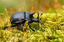 Rhinoceros beetle, (Oryctes sp) on a moss covered tree trunk , Tangjiahe National Nature Reserve, Sichuan Province, China
