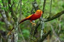Golden pheasant (Chrysolophus pictus) male perched in tree,Tangjiahe National Nature Reserve, Qingchuan County, Sichuan province, China. Endemic species for China