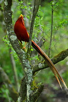 Golden pheasant (Chrysolophus pictus) male perched in tree,Tangjiahe National Nature Reserve, Qingchuan County, Sichuan province, China. Endemic species for China