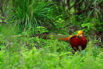 Golden pheasant (Chrysolophus pictus) male walking through the forest , Tangjiahe National Nature Reserve, Qingchuan County, Sichuan province, China. Endemic species for China