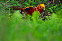 Golden pheasant (Chrysolophus pictus) male walking through the forest , Tangjiahe National Nature Reserve, Qingchuan County, Sichuan province, China. Endemic species for China