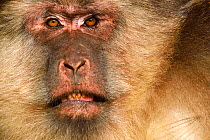 Tibetan macaque (Macaca thibetana) face portrait shot in Tangjiahe National Nature Reserve, Qingchuan County, Sichuan province, China