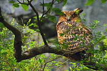 Brown fish owl (Bubo or Ketupa flavipes) sitting on a branch , Tangjiahe National Nature Reserve, Qingchuan County, Sichuan province, China