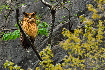 Brown fish owl (Bubo or Ketupa flavipes) sitting on a branch , Tangjiahe National Nature Reserve, Qingchuan County, Sichuan province, China