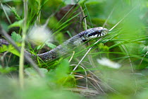Snake (Coronella sp) Tangjiahe National Nature Reserve, Qingchuan County, Sichuan province, China
