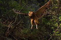 Brown fish owl (Bubo or Ketupa flavipes) captured in flight , Tangjiahe National Nature Reserve, Qingchuan County, Sichuan province, China