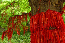 Ginkgo tree or Maidenhair tree (Ginkgo biloba) with red ribbons tied to it, Tangjiahe National Nature Reserve, Qingchuan County, Sichuan province, China