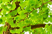 Leaves of a Ginkgo tree or Maidenhair tree (Ginkgo biloba) Tangjiahe National Nature Reserve, Qingchuan County, Sichuan province, China