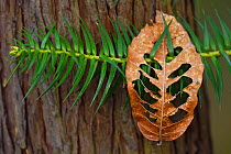 Chinese fir (Cunninghamia lanceolata) with a dry deciduous leaf which has landed on its branch, Tangjiahe National Nature Reserve, Qingchuan County, Sichuan province, China