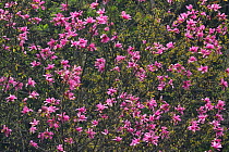 Magnolia tree (Magnoliaceae sp) in flower, Tangjiahe National Nature Reserve, Qingchuan County, Sichuan province, China