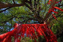A giant Ginkgo or Maidenhair tree (Ginkgo biloba) with red ribbons with wishes written on them Tangjiahe National Nature Reserve,  Qingchuan County, Sichuan province, China. This holy Tao site and tre...