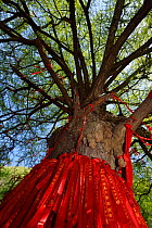 A giant Ginkgo or Maidenhair tree (Ginkgo biloba) with red ribbons with wishes written on them, Tangjiahe National Nature Reserve,  Qingchuan County, Sichuan province, China. This holy Tao site and tr...