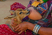 The Bishnoi woman breastfeeding an orphaned Indian gazelle / Chinkara fawn (Gazella bennettii) Bishnoi are a religious community which venerates nature, based in northwestern India. The fawn will be r...